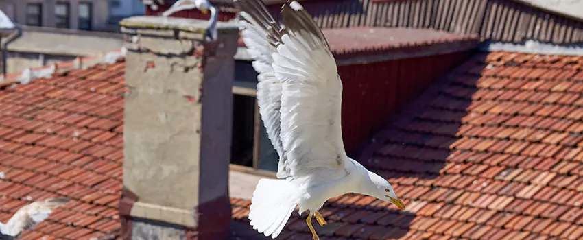 Residential Chimney Animal Removal Solution in Edmonton, AB